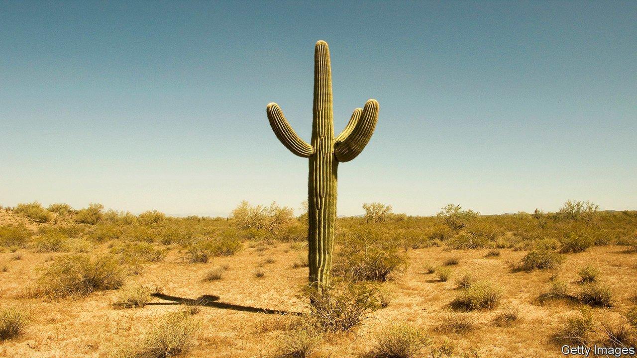 cactus in the desert