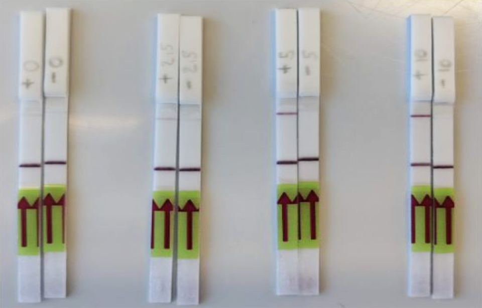 CRISPR Coronavirus rapid paper test