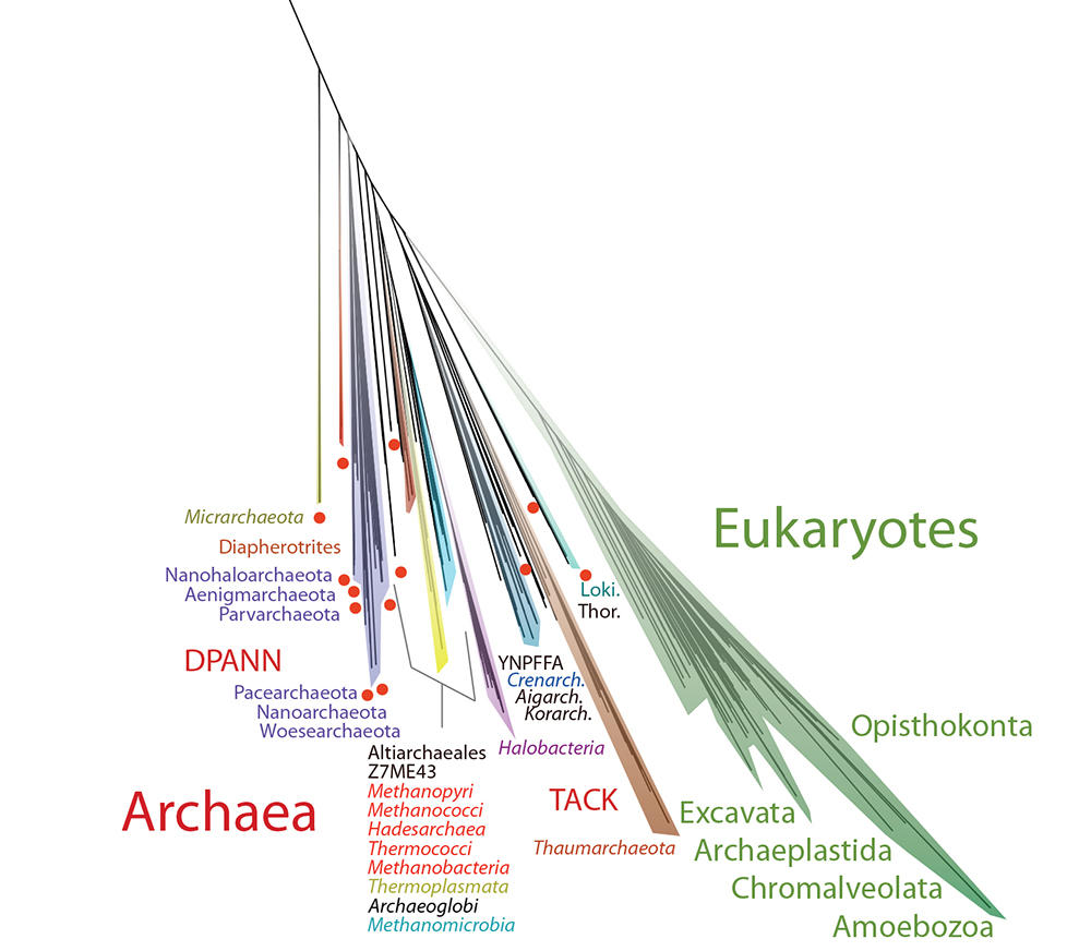 The Archaeal and eukaryotic (animal & plant) branches of the Tree of Life.