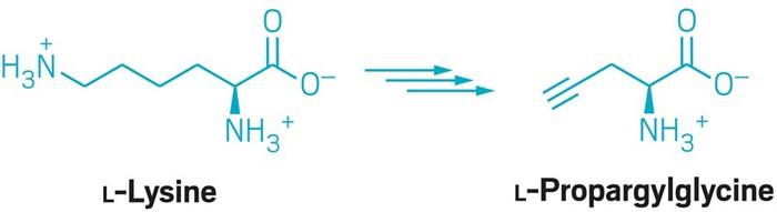 Newly discovered biosynthetic pathway