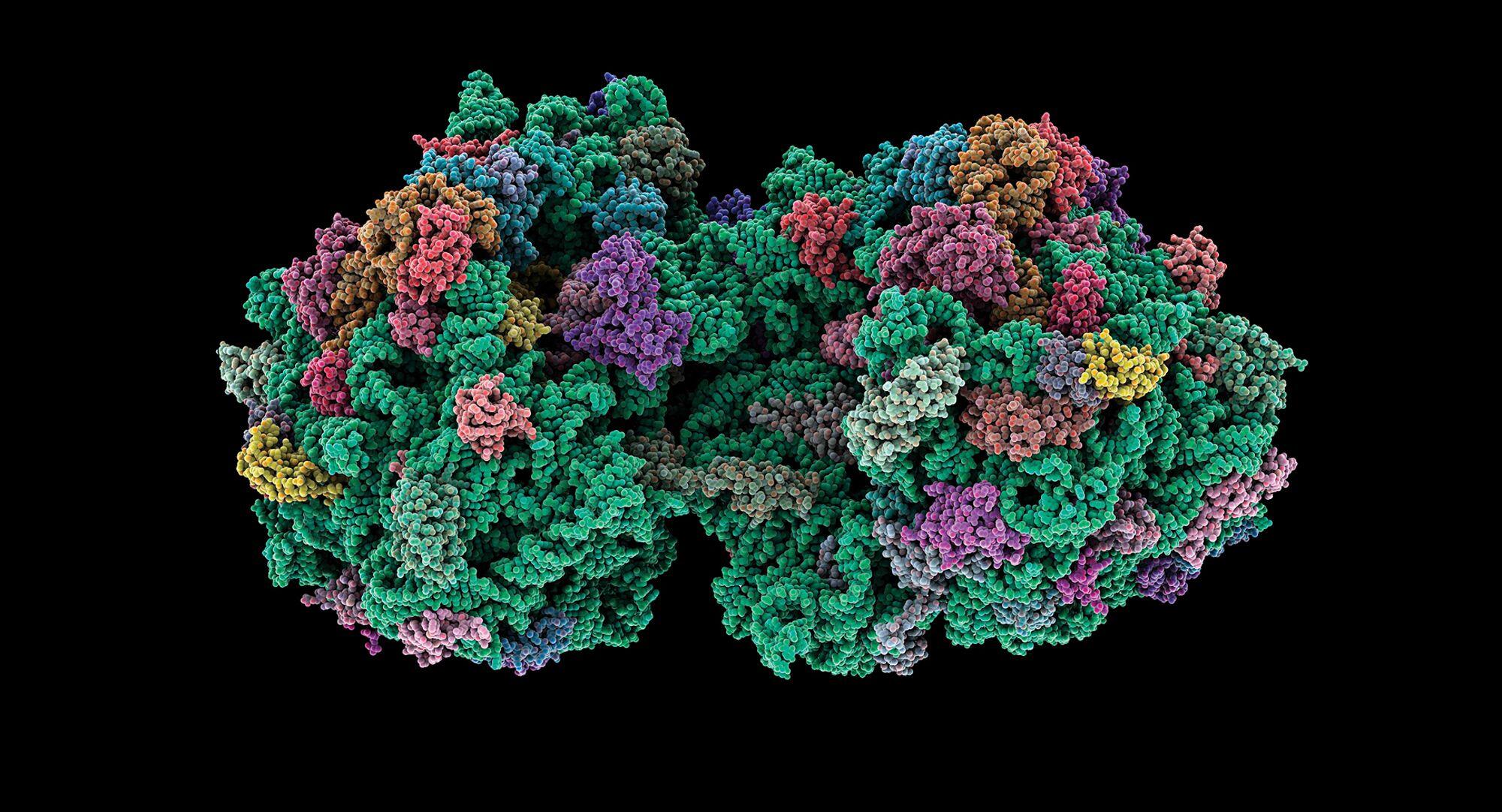 illustration of ribosomes