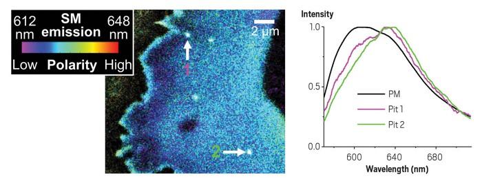 superresolution microscopy images of a plasma membrane of cultured monkey kidney cells