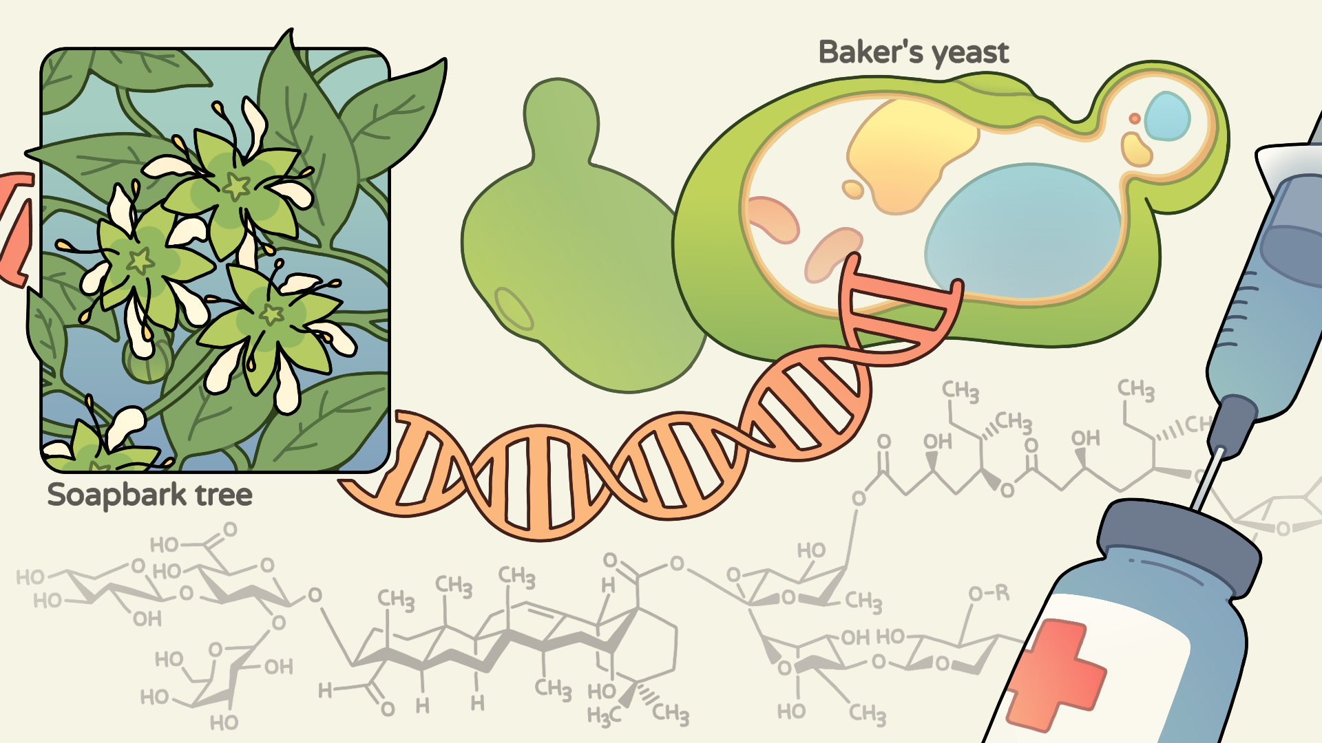 Soap bark tree and other organisms into yeast to create a biosynthetic pathway for building QS-21 molecule. Graphic by Bianca Susara, Berkeley Lab.