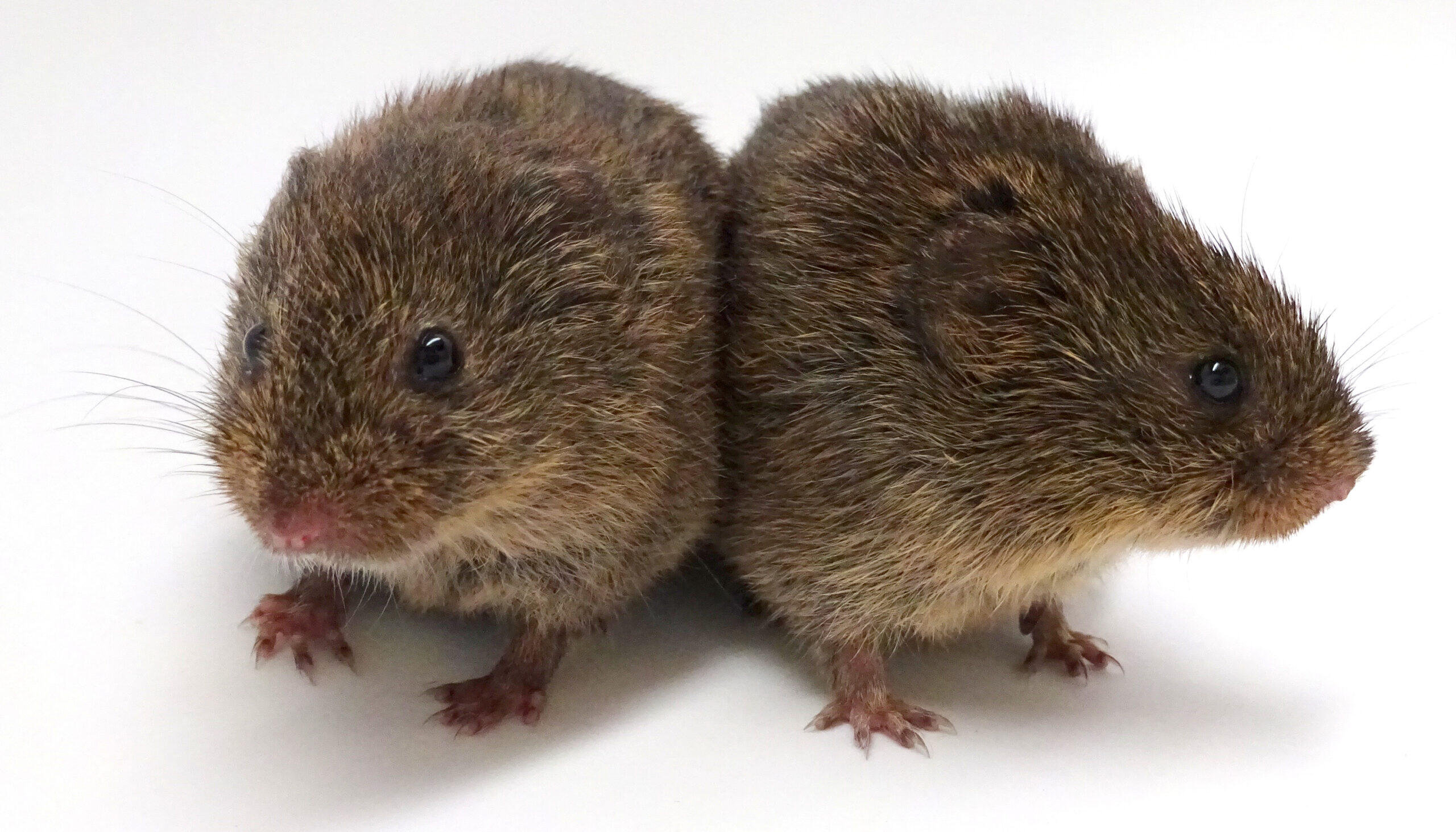 two small, furry brown prairie voles huddled together