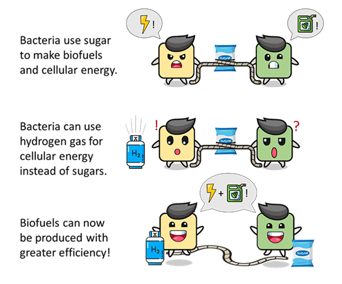 Bacteria use sugar to make biofuels