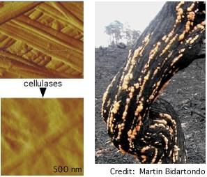 cellulases