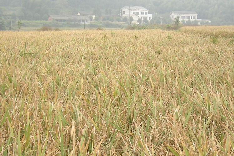 damaged rice field