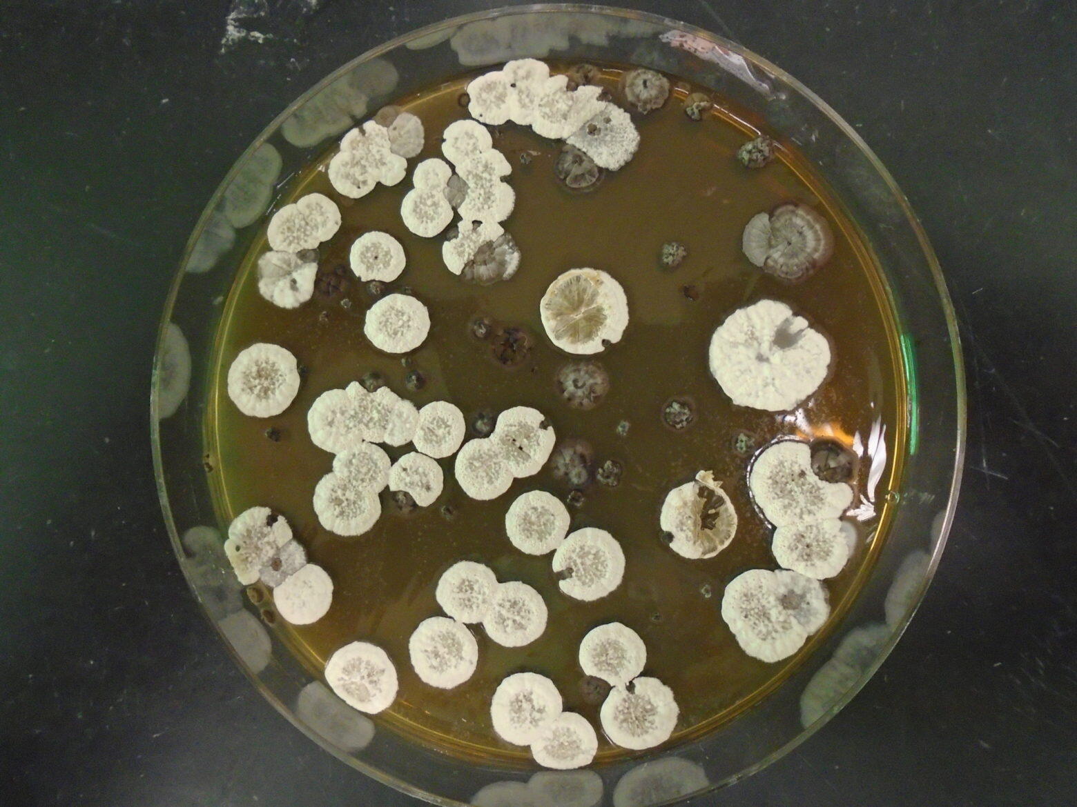 A culture of the Streptomyces bacteria 