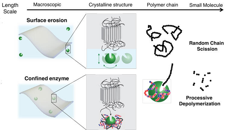 Enzyme schematic