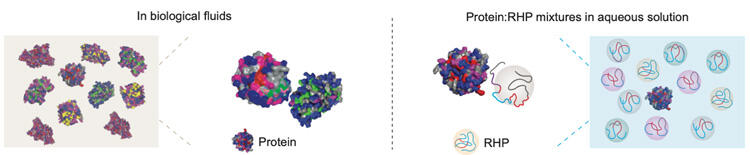 Illustrations of biological fluids (left) and random heteropolymers (right)