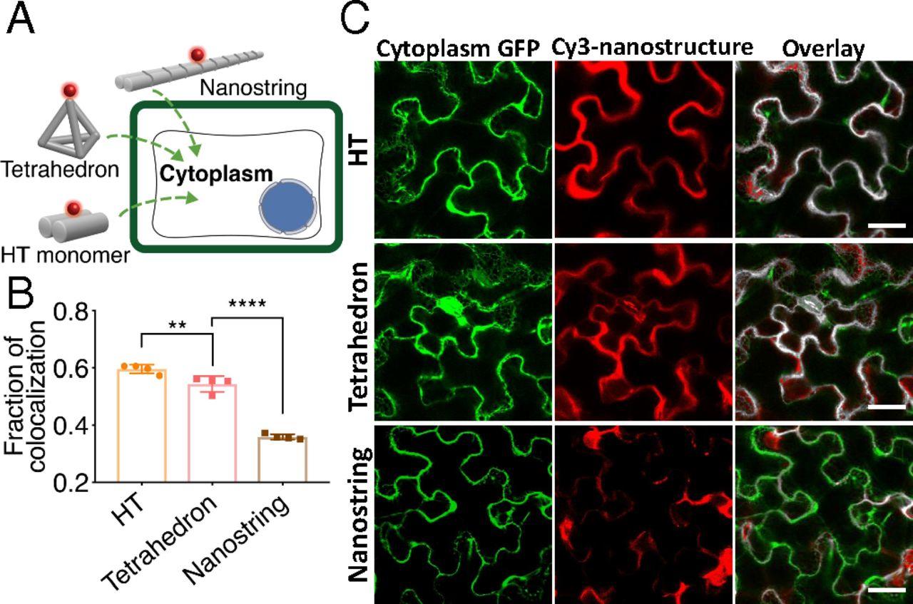 DNA origami gene silencing