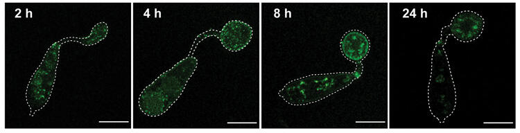 Microscope images of Magnaporthe as it produces an appressorium – a pressurized adhesion structure – filled with the enzyme MoPMO9A, labeled with green fluorescent protein.