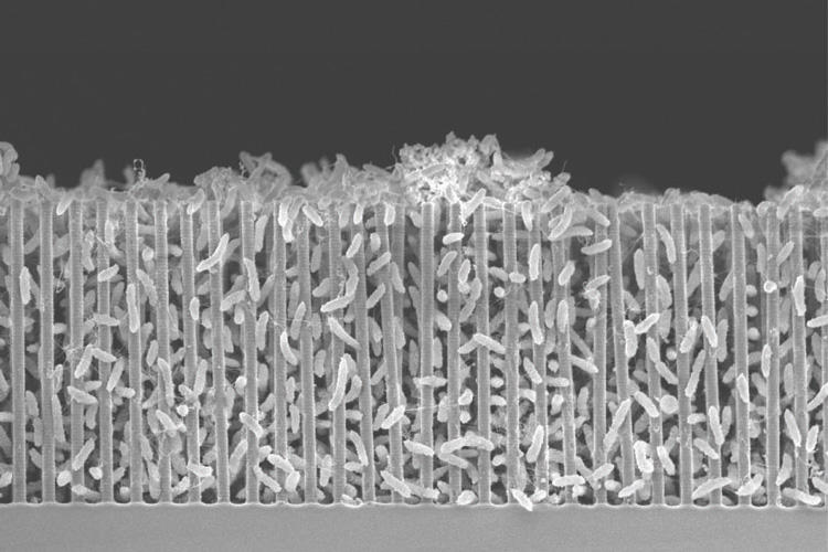 Image of a scanning electron micrograph of a nanowire-bacteria hybrid