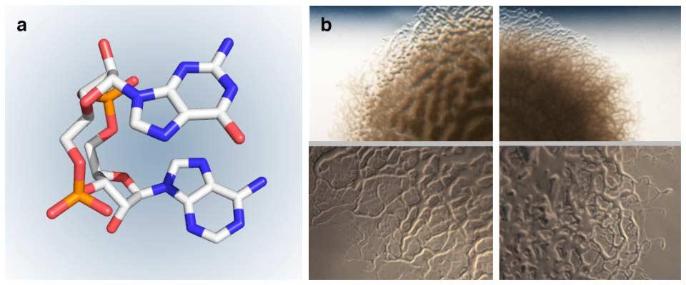 Bacteria research diagrams