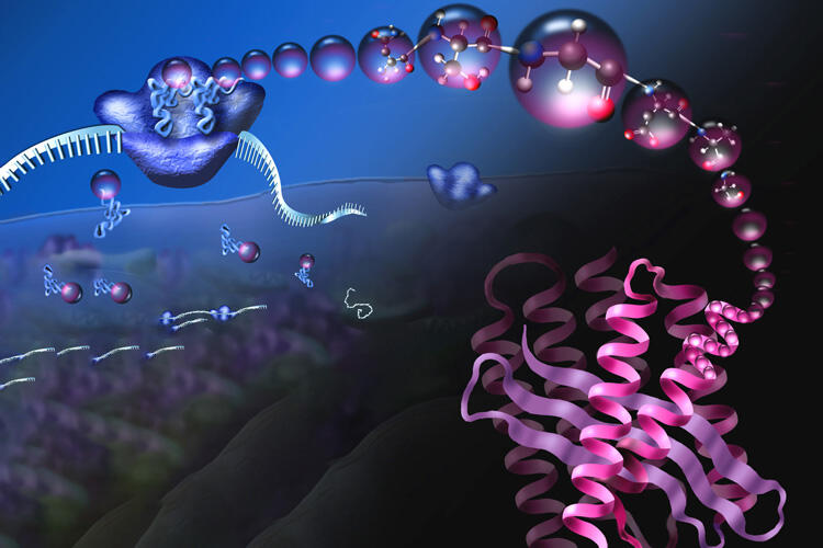 NSF illustration of how proteins are made