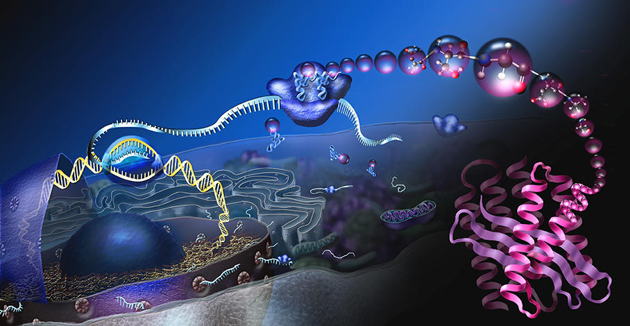 protein manufacturing