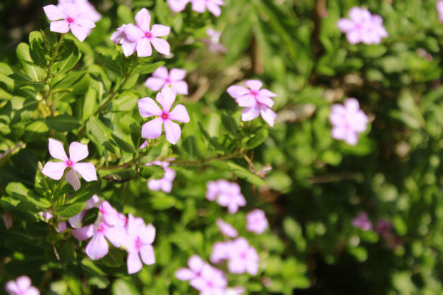 Photography of the pink Madagascar periwinkle