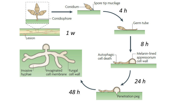 Illustration of Magnaporthe fungus cycle
