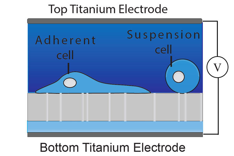 Nano electroporation