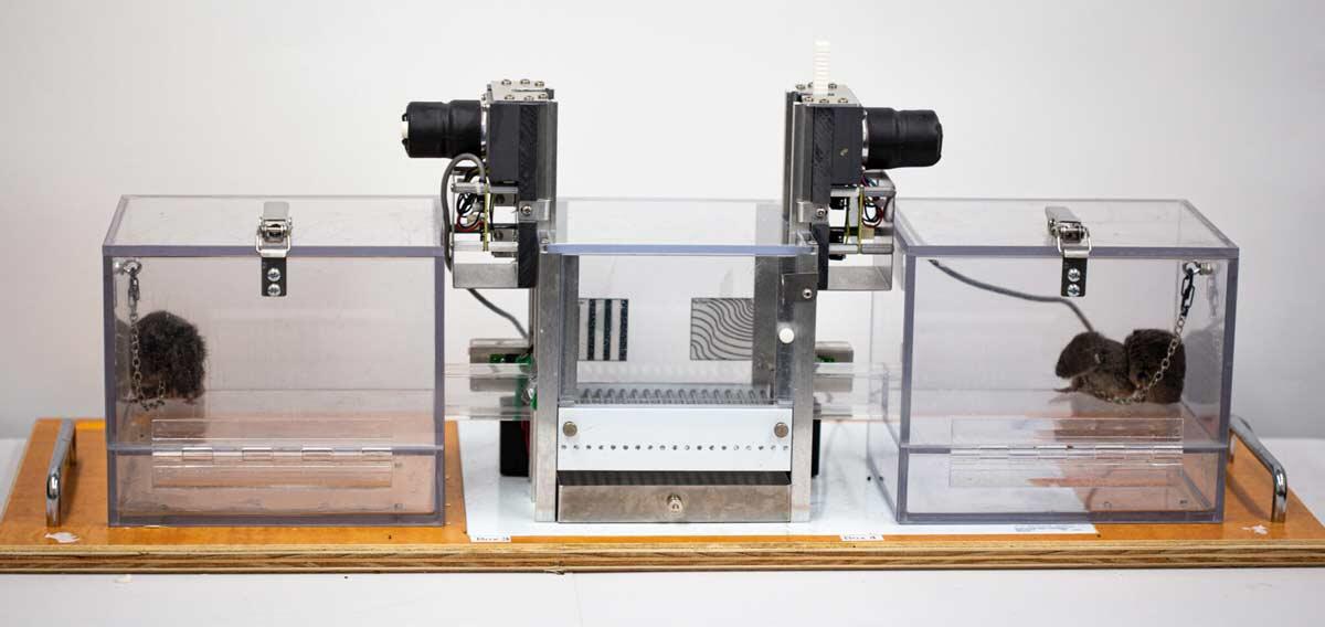 plexiglass enclosures with one vole in the left chamber and two huddling voles in the right chamber