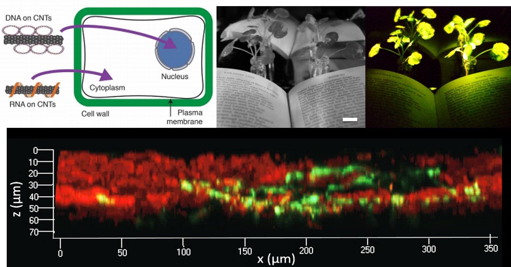 Plant transformations using nanomaterials