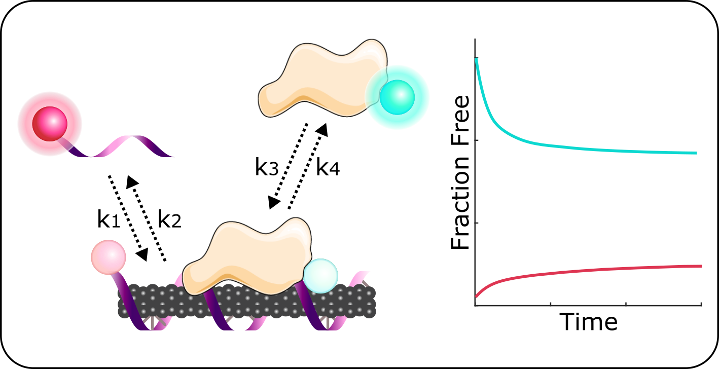 Graphical depiction of proteins displacing DNA on the surface of a SWNT sensor