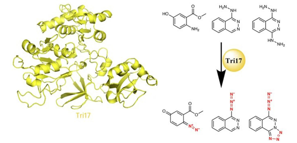 protein structure