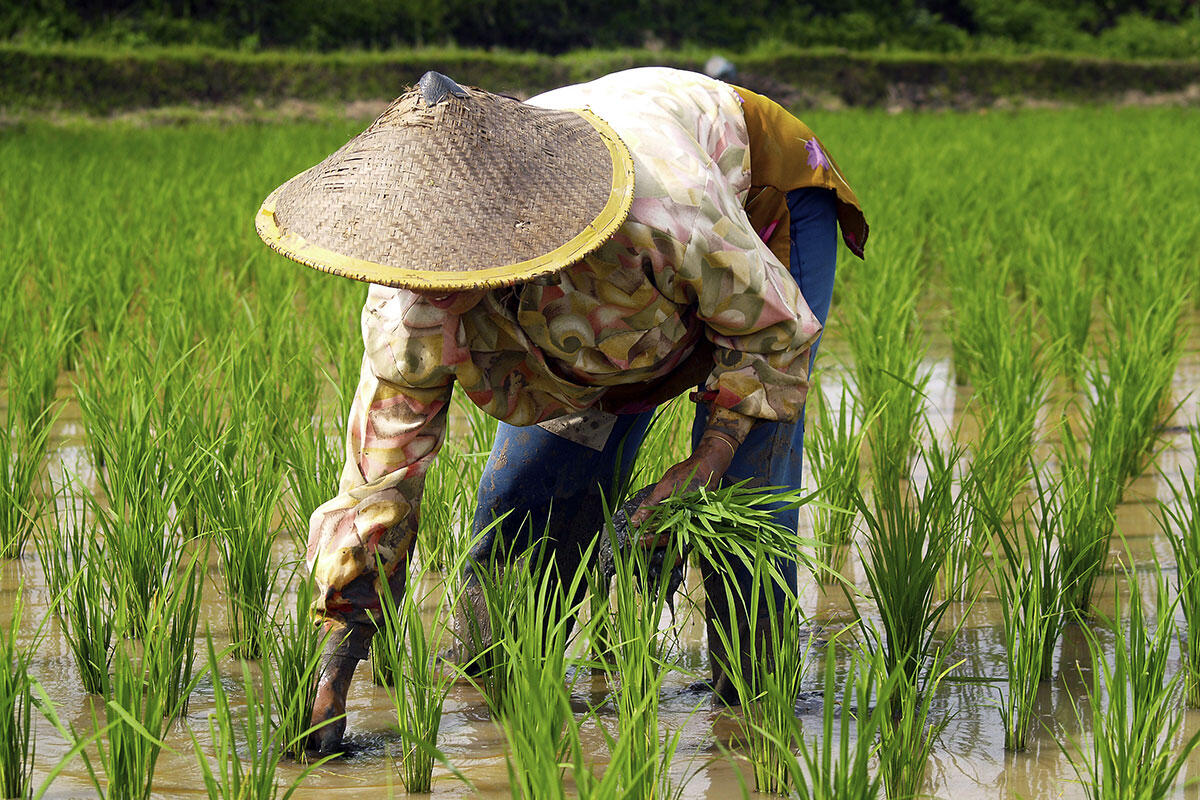 Rice planting