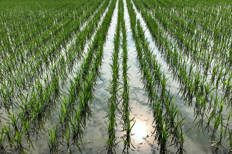 healthy rice field