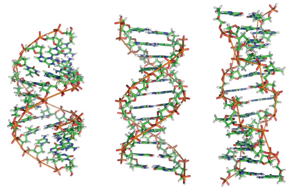 Illustrations of RNA molecules