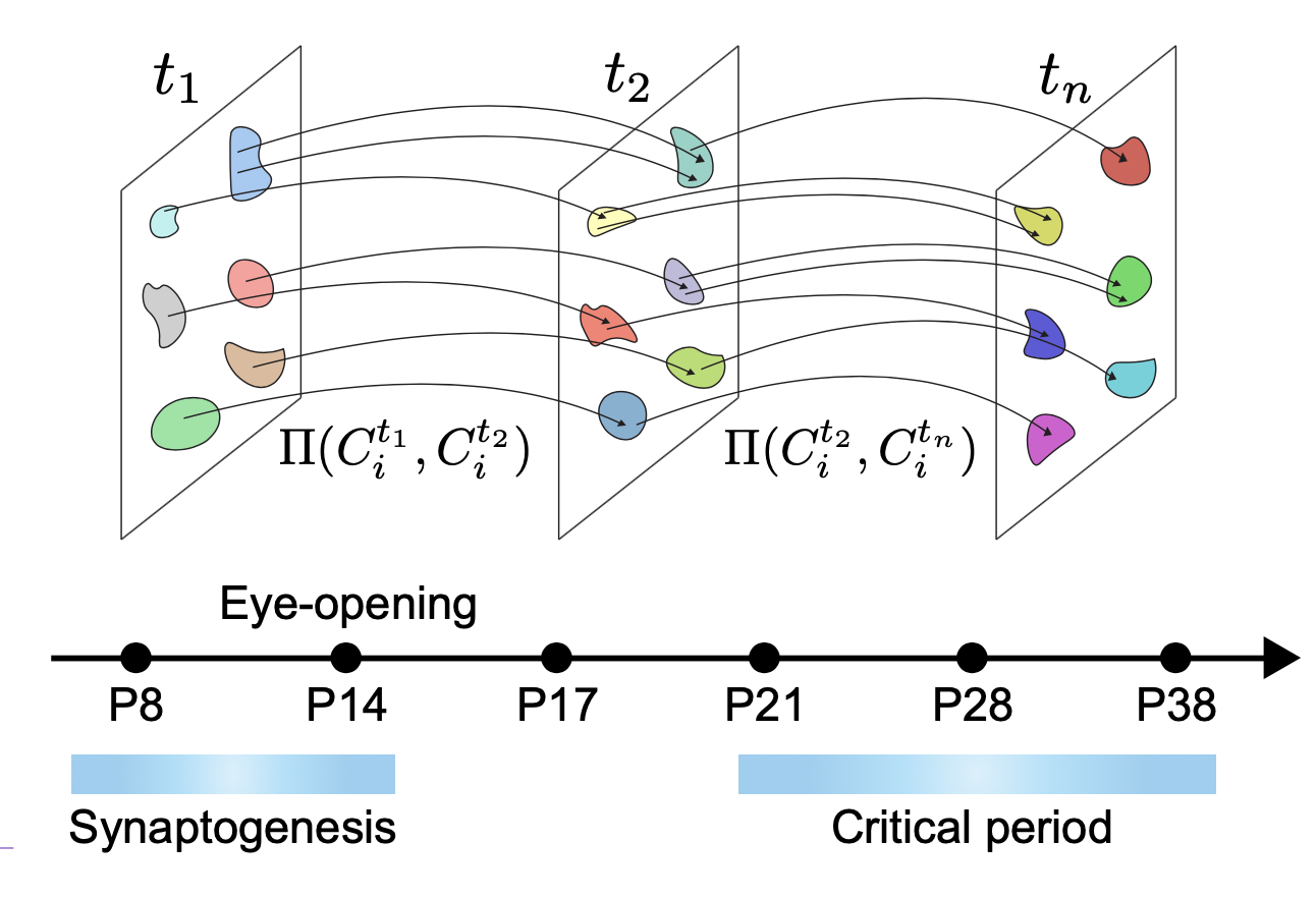 Visual cortex research