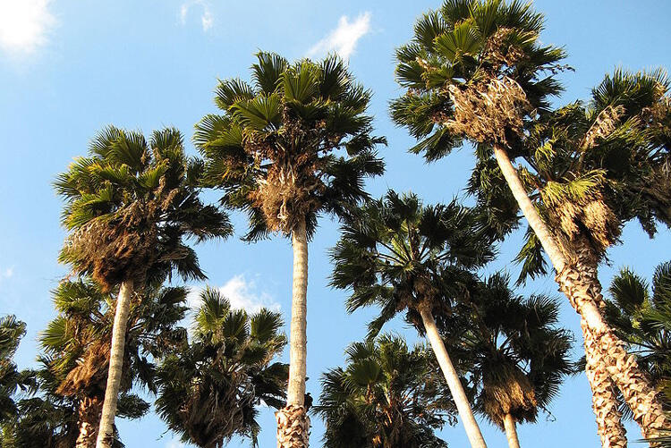 Mexican palms