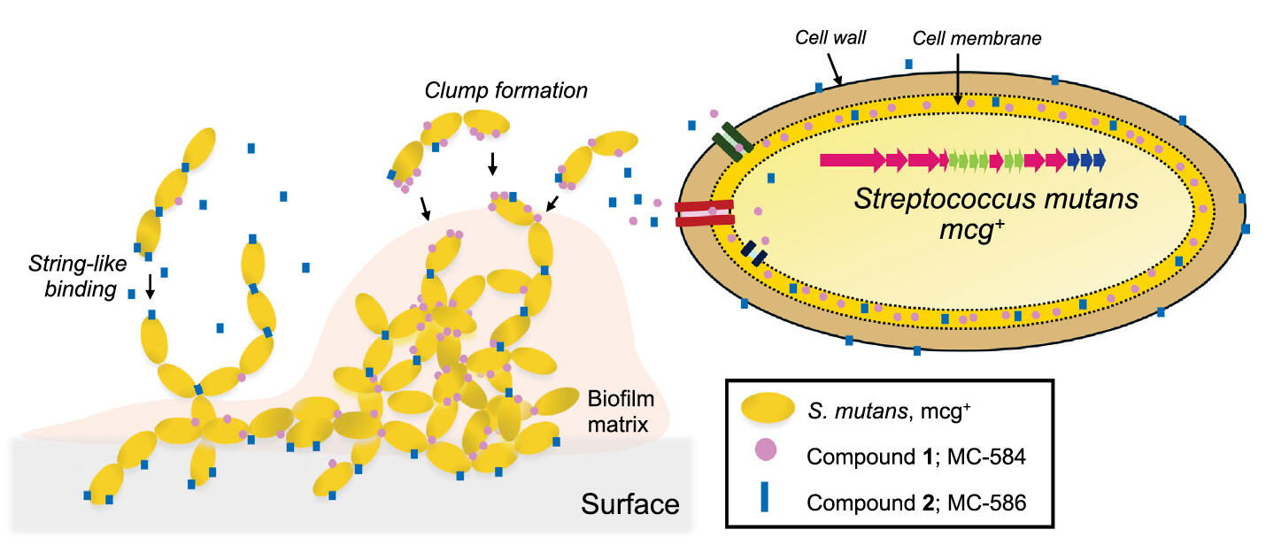 yellow and blue molecules representing good and bad oral bacteria