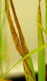 Example of damaged rice leaf