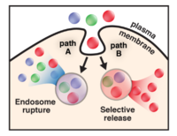 Intracellular flow of therapeutic proteins.