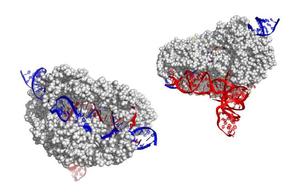 new gene-editing protein CasX announced