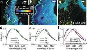 Nanoscopic mapping of lipid order in cell membranes with NR4A.