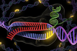 The bacterial enzyme Cas9 is the engine of RNA-programmed genome engineering in human cells. (UC Berkeley graphic by K. C. Roeyer)