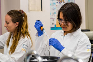A student pipetting in the summer course on CRISPR-Cas9 gene-editing. (Kevin Doxzen photo)