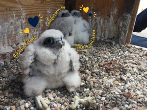 peregrin falcon chicks