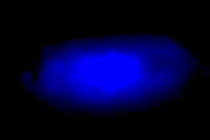 Halide perovskite crystal that emits blue light. Courtesy Peidong Yang.