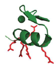 A modeled secondary structure of ZF5.3 with the penta-arginine motif highlighted in red.