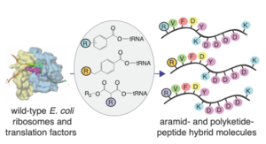 Repurposing ribosome to synthesize sequence-defined chemical polymers. 