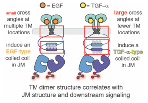 How proteins encode and decode chemical information.