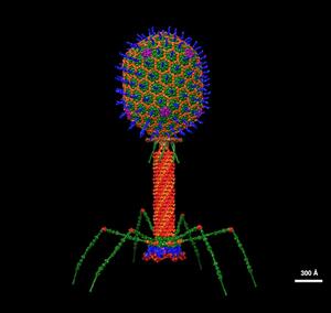 Illustration of bacteriophage