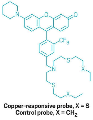 illustration of copper responsive probe