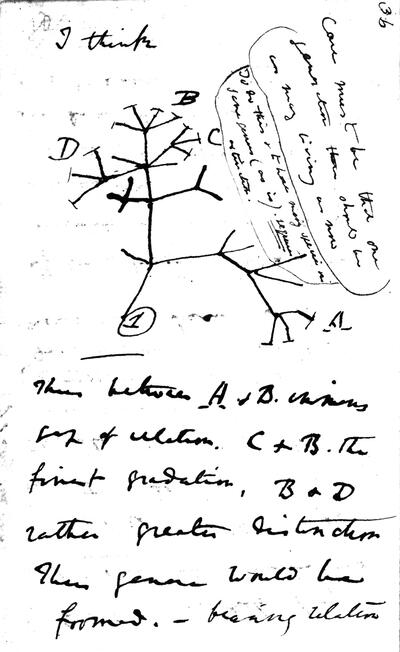 Charles Darwin tree of life chart