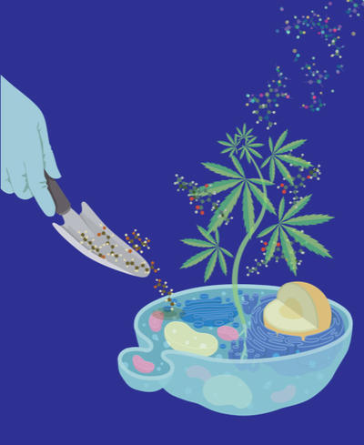 Feeding yeast to grow cannabinoids