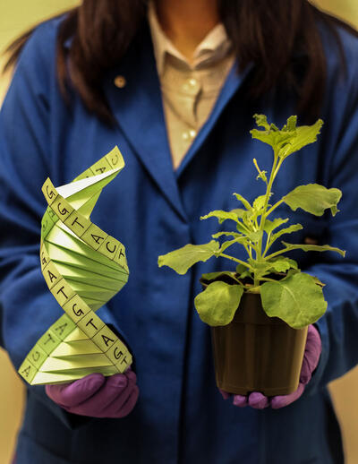 person in lab coat and gloves holding a plant and helix structure