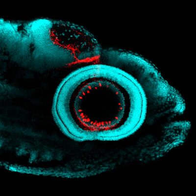 zebra fish eye under fluorescent lighting